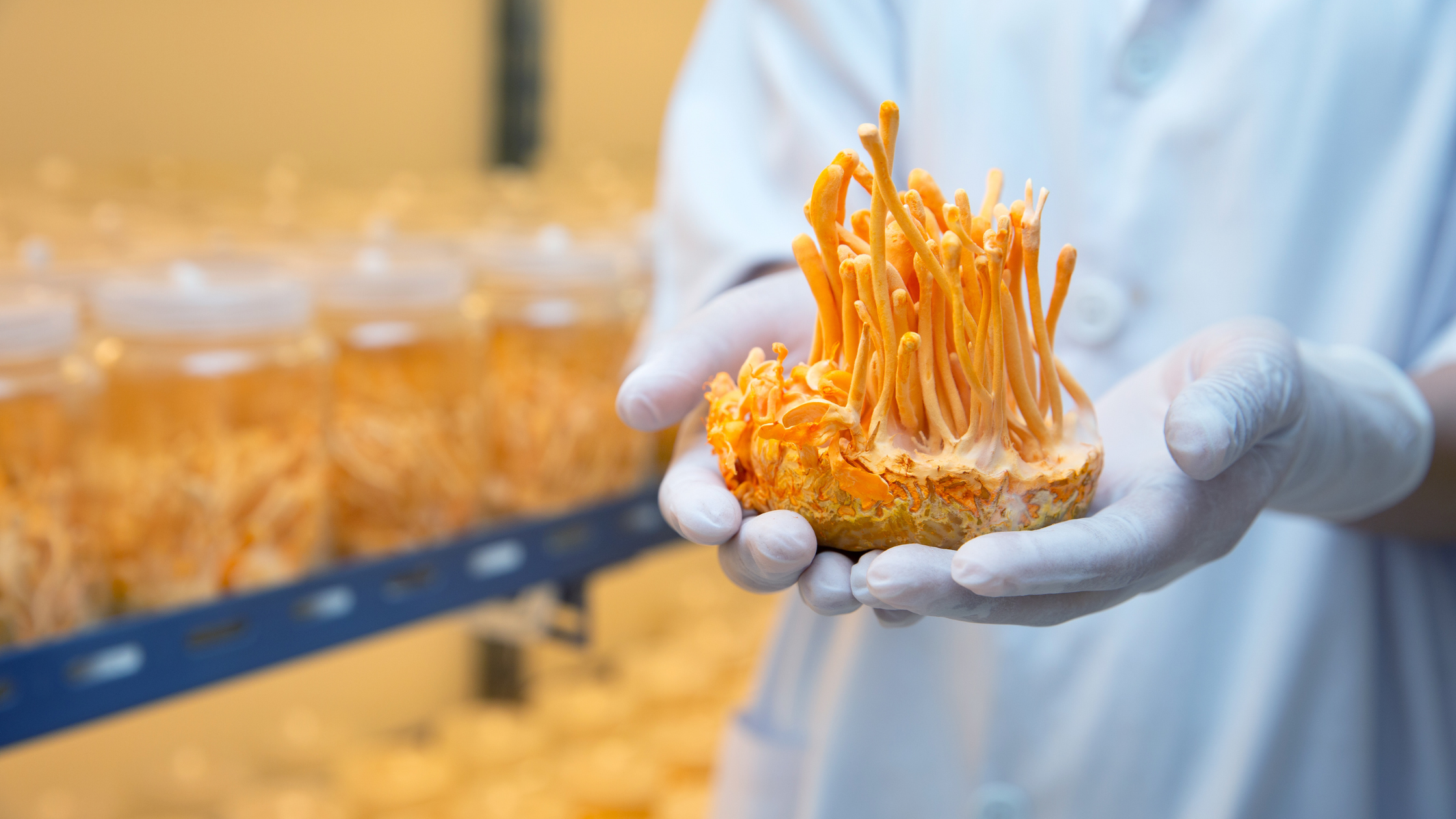 What Are Cordyceps? A Comprehensive Guide to This Powerful Supplement