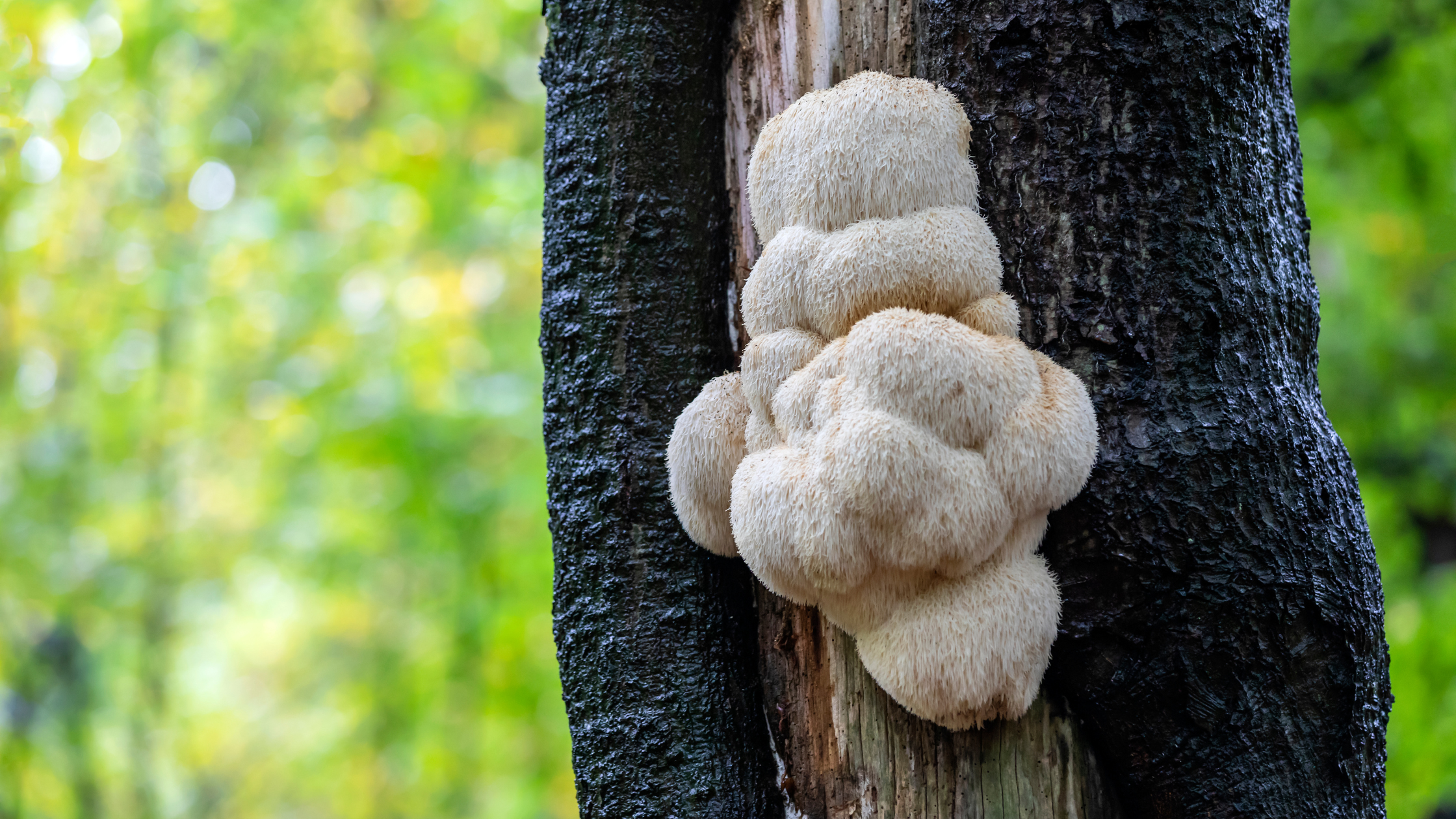 Unlock The Power Of Lion's Mane: Exploring The Benefits Of The Superfood Mushroom